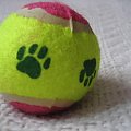 Piłka tenisowa dla psa na bazarek, z którego zysk zostanie przeznaczony na leczenie Majki- kotki chorej na białaczkę. #BazarekMajaPiłkaTenisowaDlaPsa