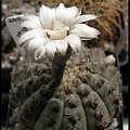 240.Gymnocalycium quehlianum 2008.06.14