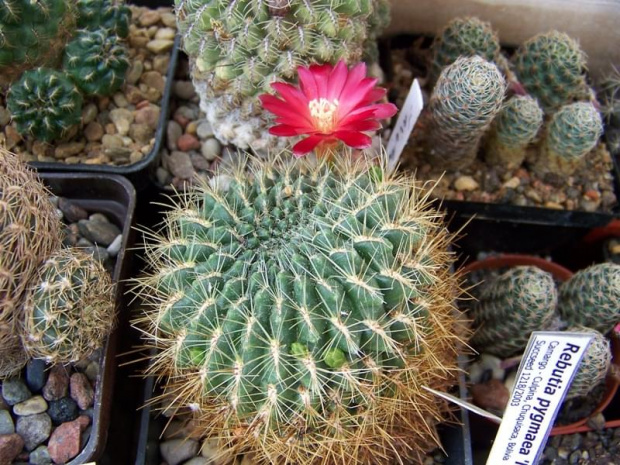 Sulcorebutia