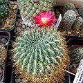 Sulcorebutia