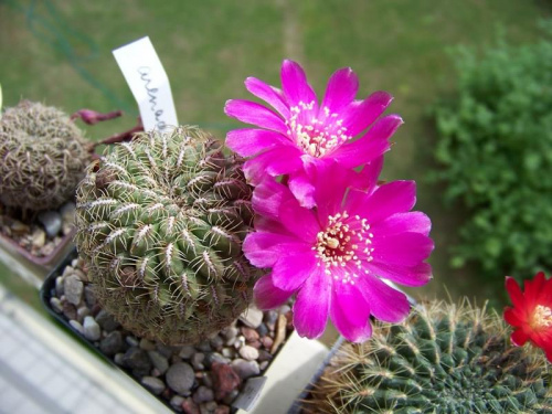 Sulcorebutia