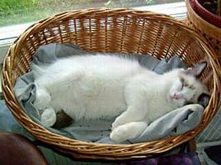 jak ta kota przeżyła? #pranie
