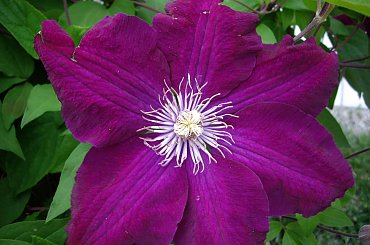 moje powojniki (clematis) #clematis #powojniki #ogrod #Czerwiec2008