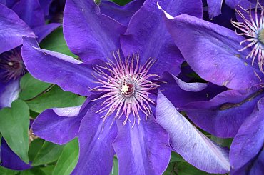 moje powojniki #clematis #powojniki #kwiatki #ogrod