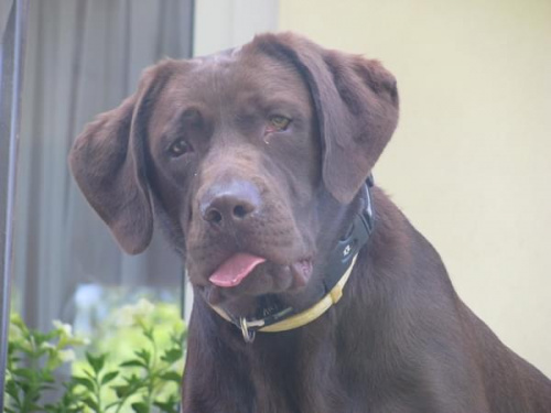 Hexa Chocolate Labrador