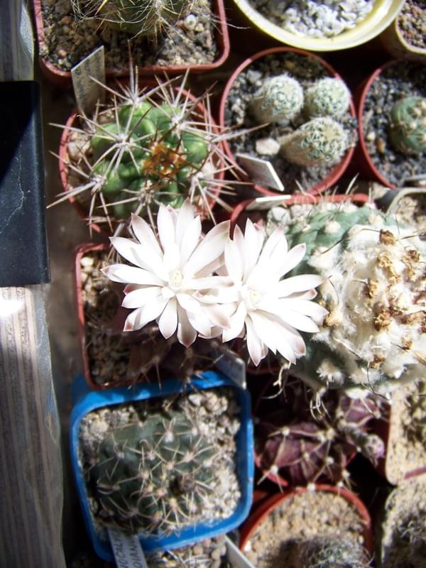 Gymnocalycium mihanovichii