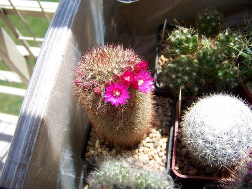 Mammillaria spinosissima