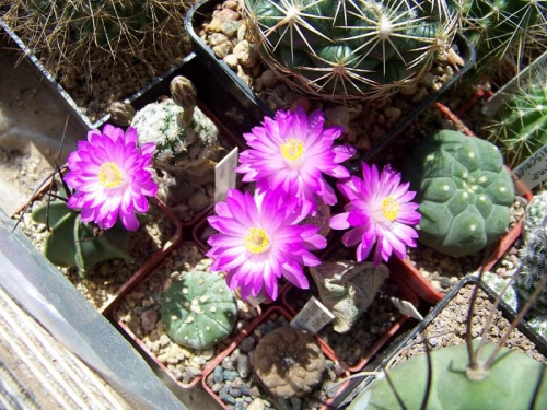 Mammillaria theresae