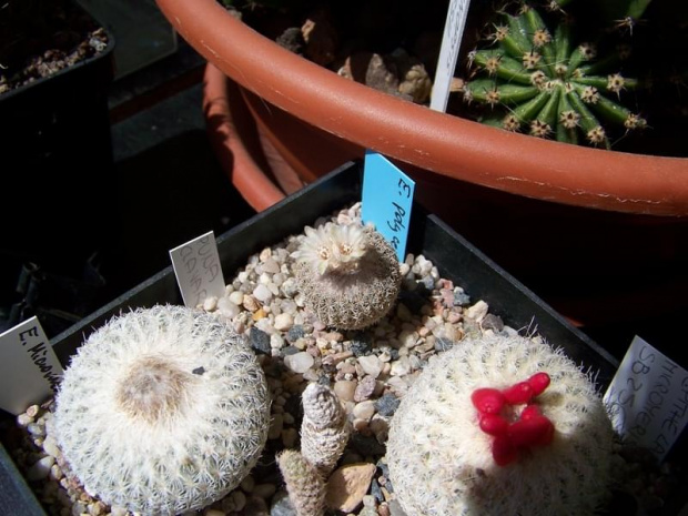 Epithelantha