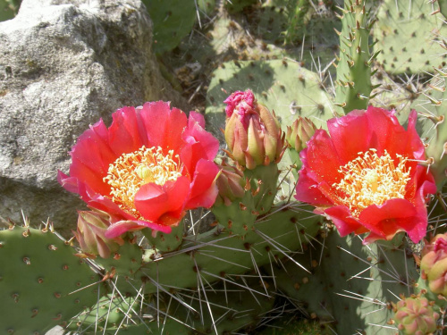 Dwa kwiaty kaktusa. #kaktusy