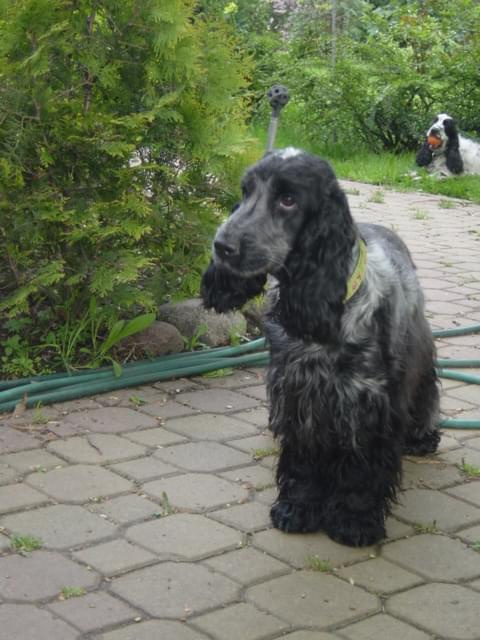 Boni