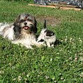 nasza ferajna #Koty #Kocięta #Psy #ShihTzu #zwierzęta