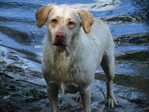 Hexa i Neska #Labrador