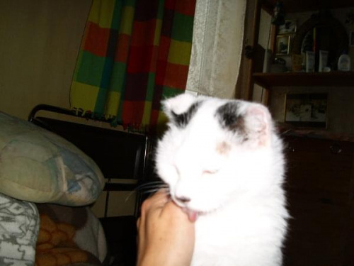 Usia