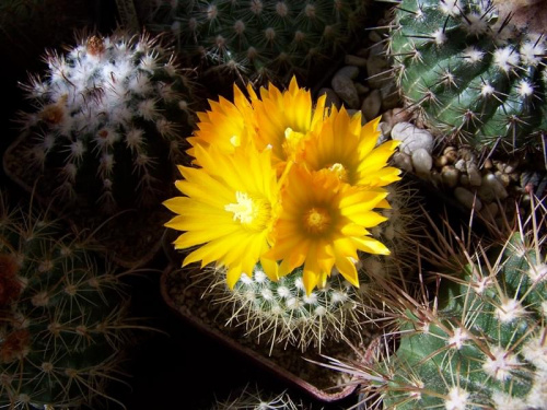 Parodia microsperma