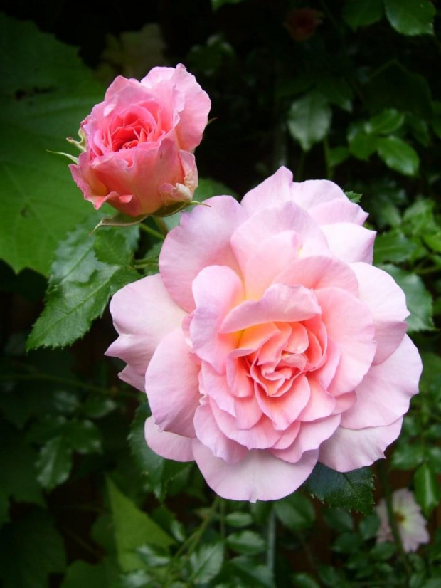 Róże #róże #kwiat #lato #piękno