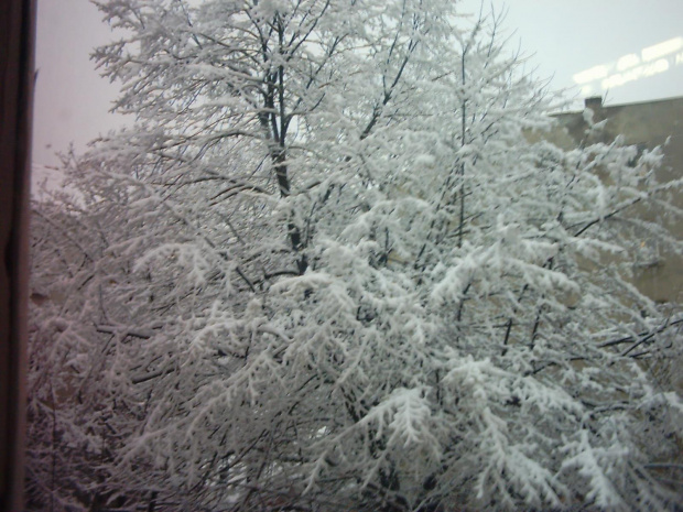 zima:) #zima #okno #śnieg #drzewo