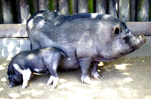 świnki wietnamskie #zwierzęta #zoo #park #natura #świnia