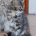Zdjęcia koteczki syberyjskiej- Limonki - 8 i 9 tygodni