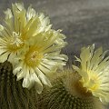 Notocactus leninghausii