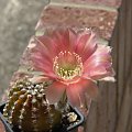 Echinopsis sp.