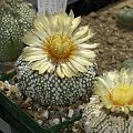 Astrophytum asterias cv supercabuto