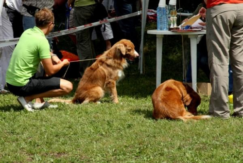 34 Krajowa Wystawa Psów Rasowych