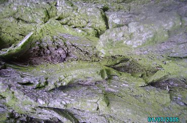 kora starej wierzby #drzewa