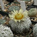 Astrophytum asterias cv supercabuto