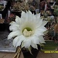 Echinopsis sp.