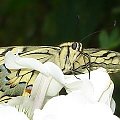 Papilio machaon 4