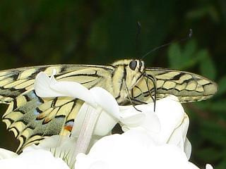 Papilio machaon 4