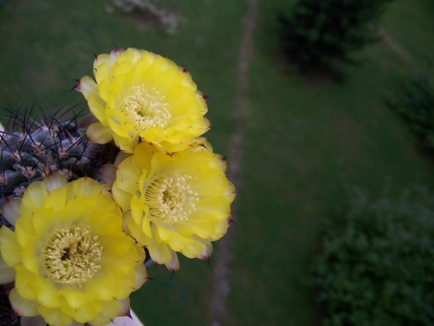 Acanthocalycium glaucum