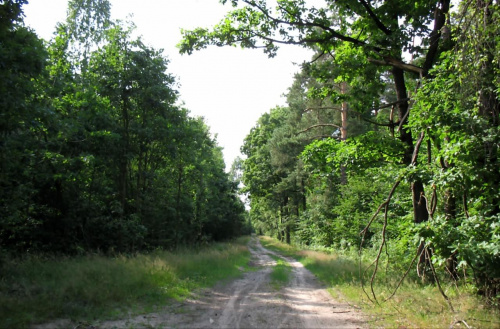 Droga przez las zwana droga wojenną (1) #droga #las #DrogaWojenna #wojna