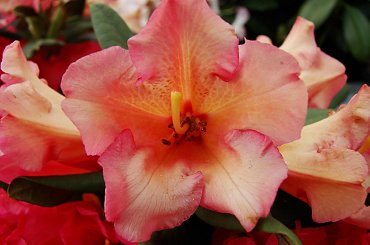 #kwiaty #rododendrony