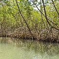 Los Haitises- mangrowce