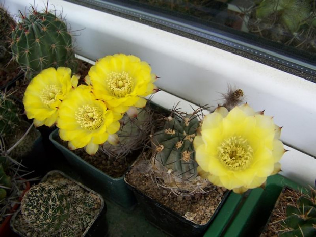 Acanthocalycium glaucum