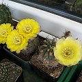 Acanthocalycium glaucum