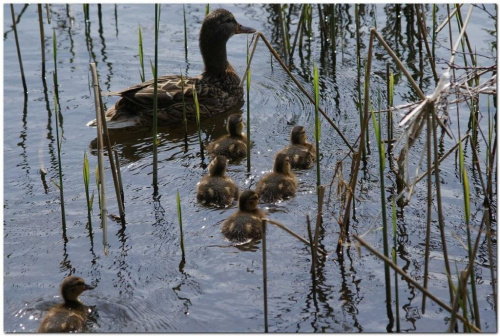 #Jezioro #ptaki #kaczki #mazury #wiosna
