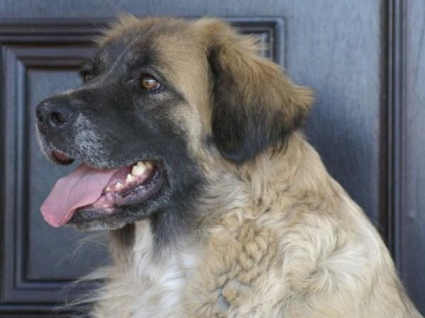 sunia mix leonberger lipiec2008