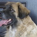 sunia mix leonberger lipiec2008