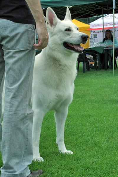 #WhiteSwissShepherd #BialyOwczarekSzwajcarski