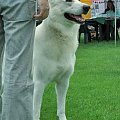 #WhiteSwissShepherd #BialyOwczarekSzwajcarski