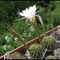 232.Echinopsis multiplex