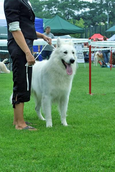 #WhiteSwissShepherd #BialyOwczarekSzwajcarski