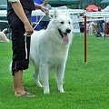 #WhiteSwissShepherd #BialyOwczarekSzwajcarski