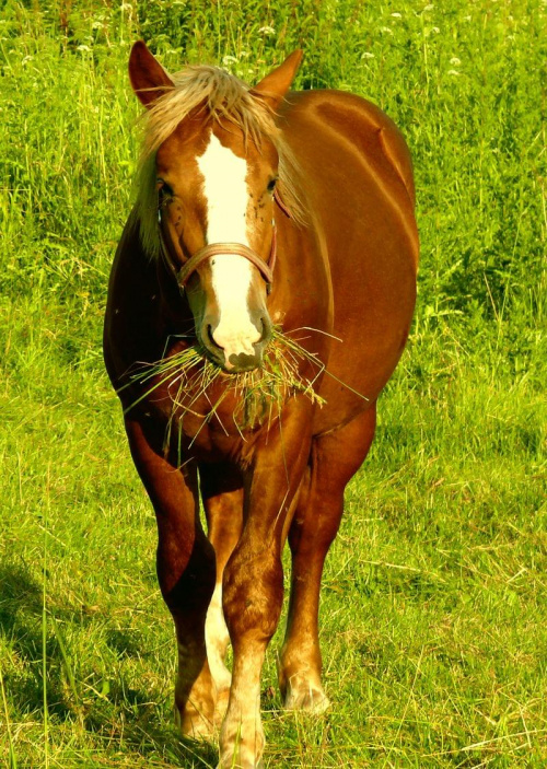 To je Qń:)))) #Konie #zwierzęta