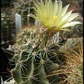 248.Hamatocactus hamatacanthus