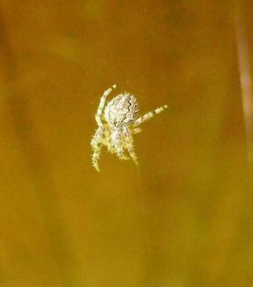 Jaki paskudny, taki piękny:) #pająki #makro