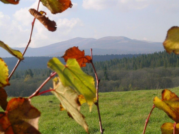 #Bieszczady #góry #widok #liść